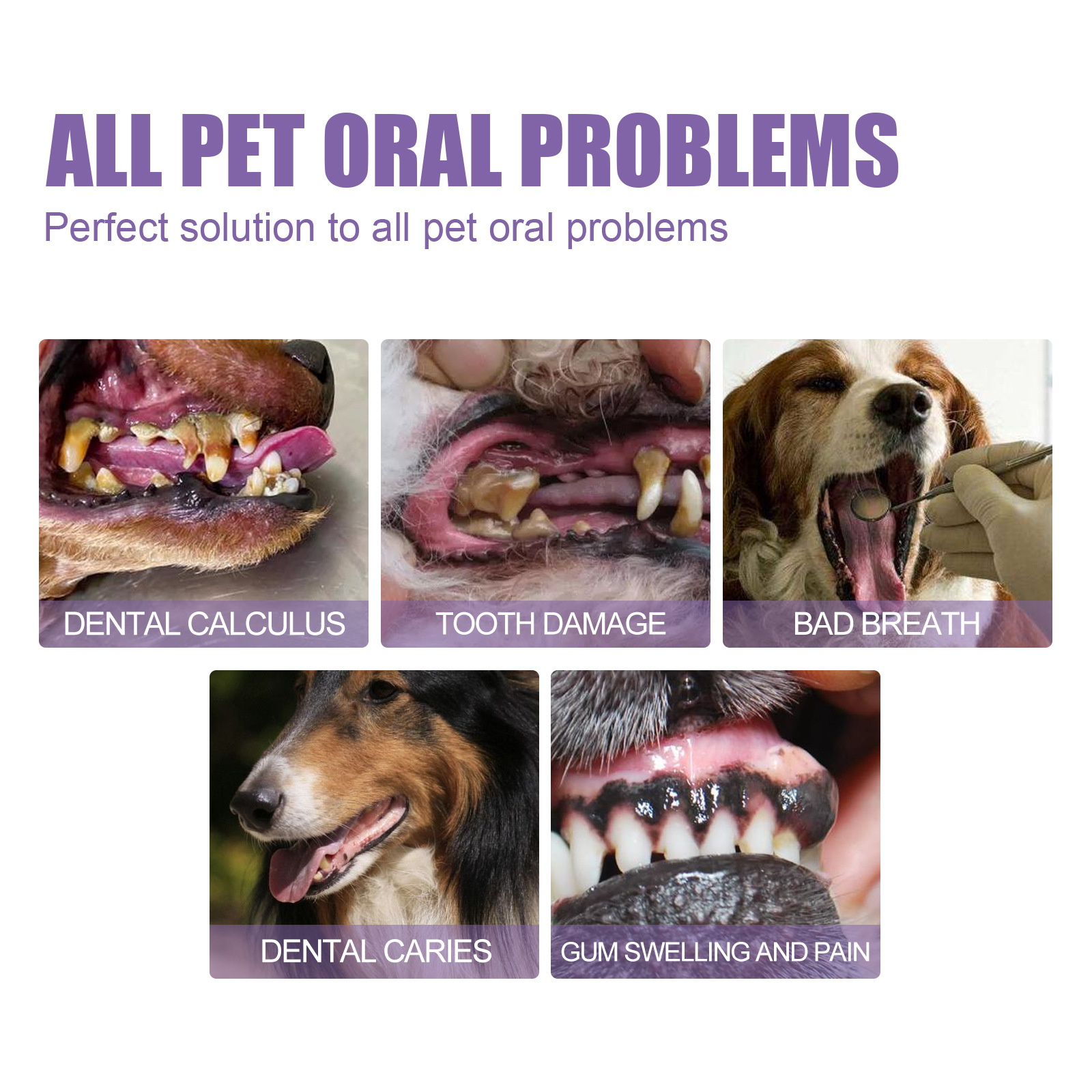 Pet Oral Repair Gel Puppy Tart - Teeth Whitening Diy 评论和价格